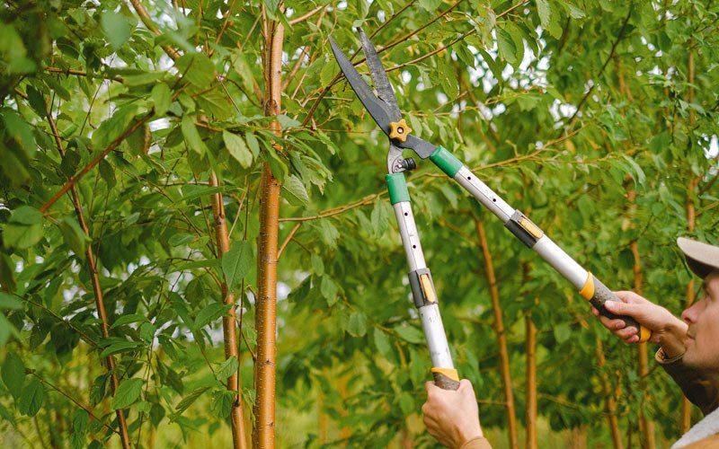 Tree trimming in Peru, IN